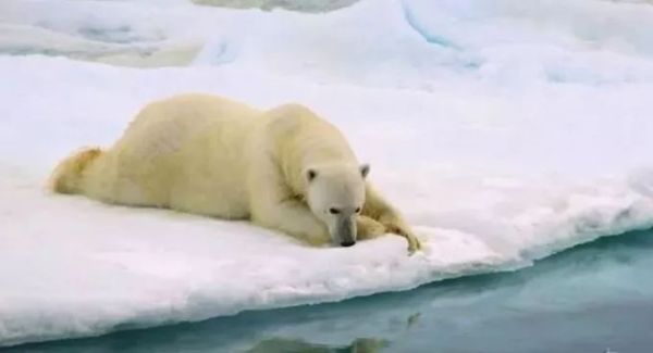 萌萌的动物名字,萌萌哒的植物角名称