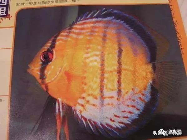 七彩神仙最好看的品种,七彩神仙多大分品种