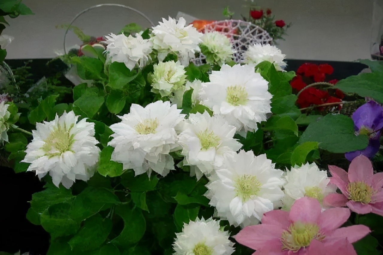 李子柒的院子都种的啥,李子柒推荐的三种花