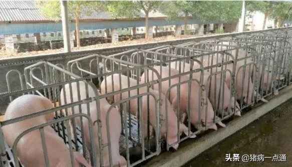 猪场分娩舍有哪些问题,猪场分娩舍管理人员工作流程