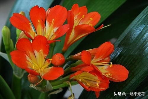 君子兰冬天养护方法及注意事项,君子兰受冻叶子蔫了