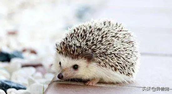 当宠物生病治疗费用太高,宠物生病治疗费有多昂贵