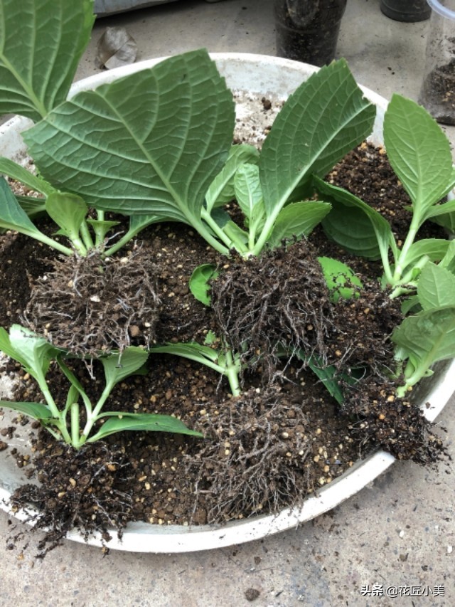 想养绣球花什么品种好看又好养,想种一颗绣球花