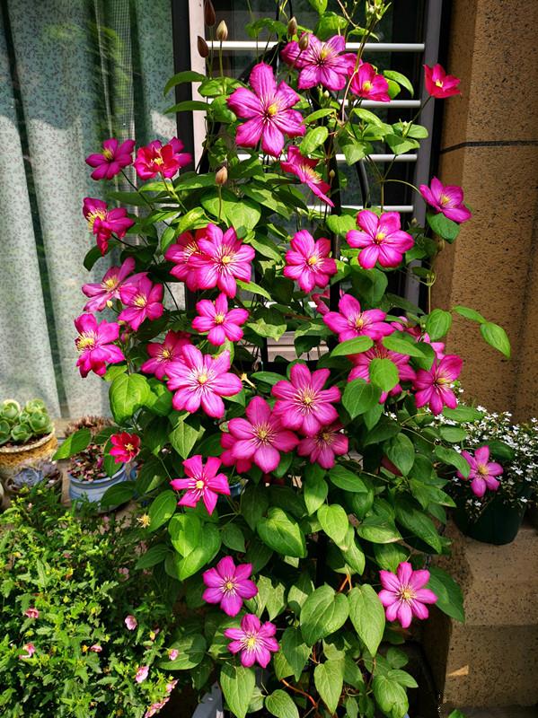 绿化带常见植物名称及图片,100种绿化带或路边常见的花草