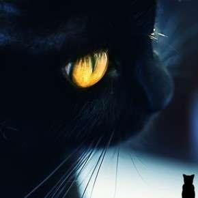 网文喵吐槽1：网文作者中的鸽子精们，诶，辰东大大怎么也在里面