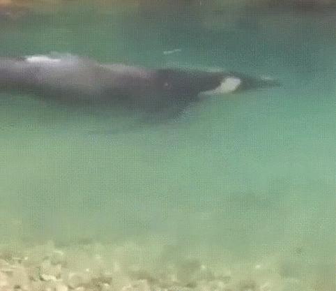 广岛核爆幸存者照片,广岛原子弹爆炸时的真实影像