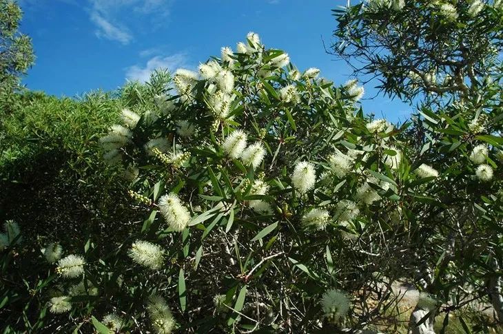 100种常见观叶植物图鉴史上最全,农村常见的100种植物