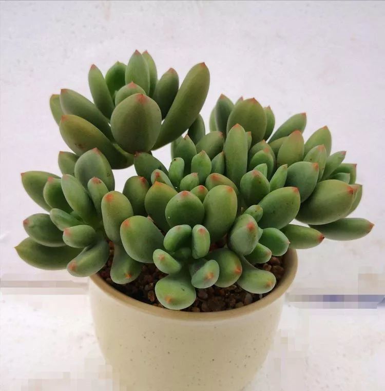 一花一世界多肉园艺,一花一世界一叶一菩提多肉植物