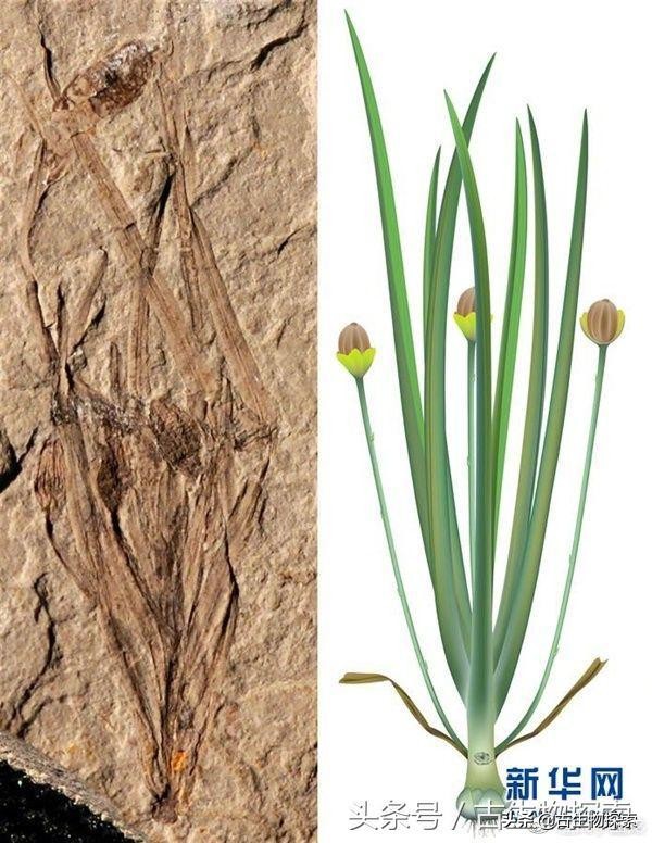 恐龙是目前发现的最古老的生物吗,恐龙是不是长颈鹿的祖先