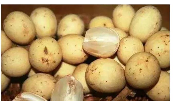 印度尼西亚吃的特产水果,印度尼西亚水果有哪些