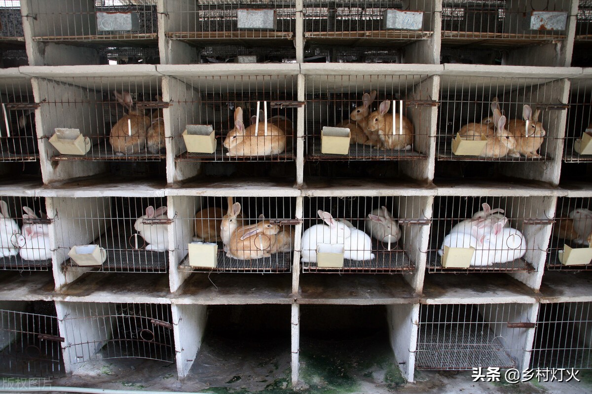 兔子养殖前景及价格,养兔子赚钱不赚钱市场怎么样