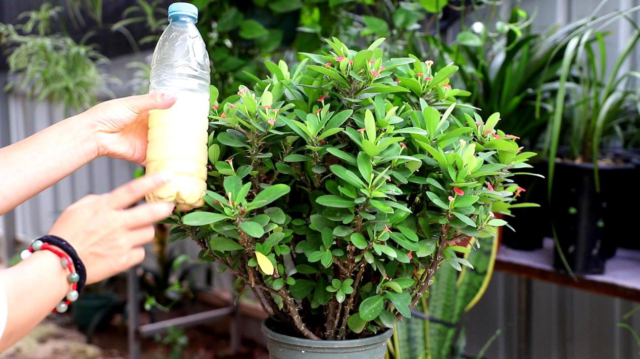 花盆土盐碱化怎么办,解决盆栽土壤盐碱化的有效措施