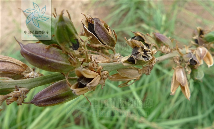 藁本神农本草经,神农本草经葛根原文