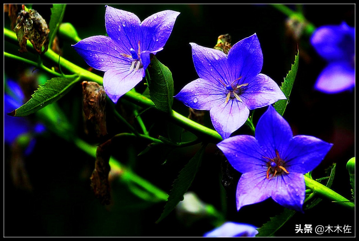 唯美桔梗花,草莓味的桔梗花