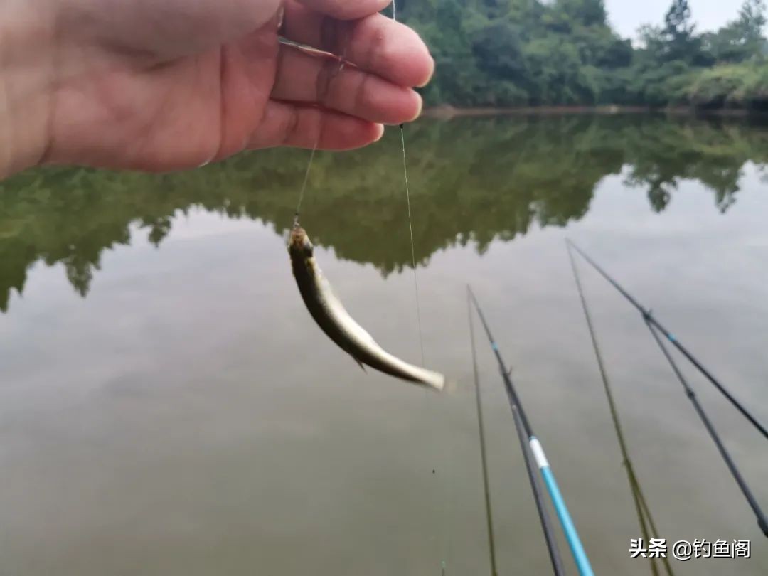 防止白条闹窝奇招,把白条锁定了就没事了