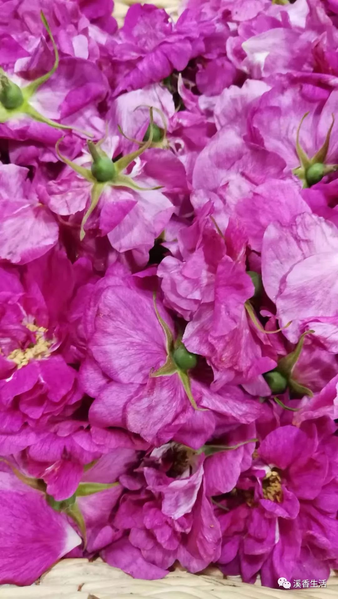 西溪南古村落惬意慢生活,徽州西溪南生活