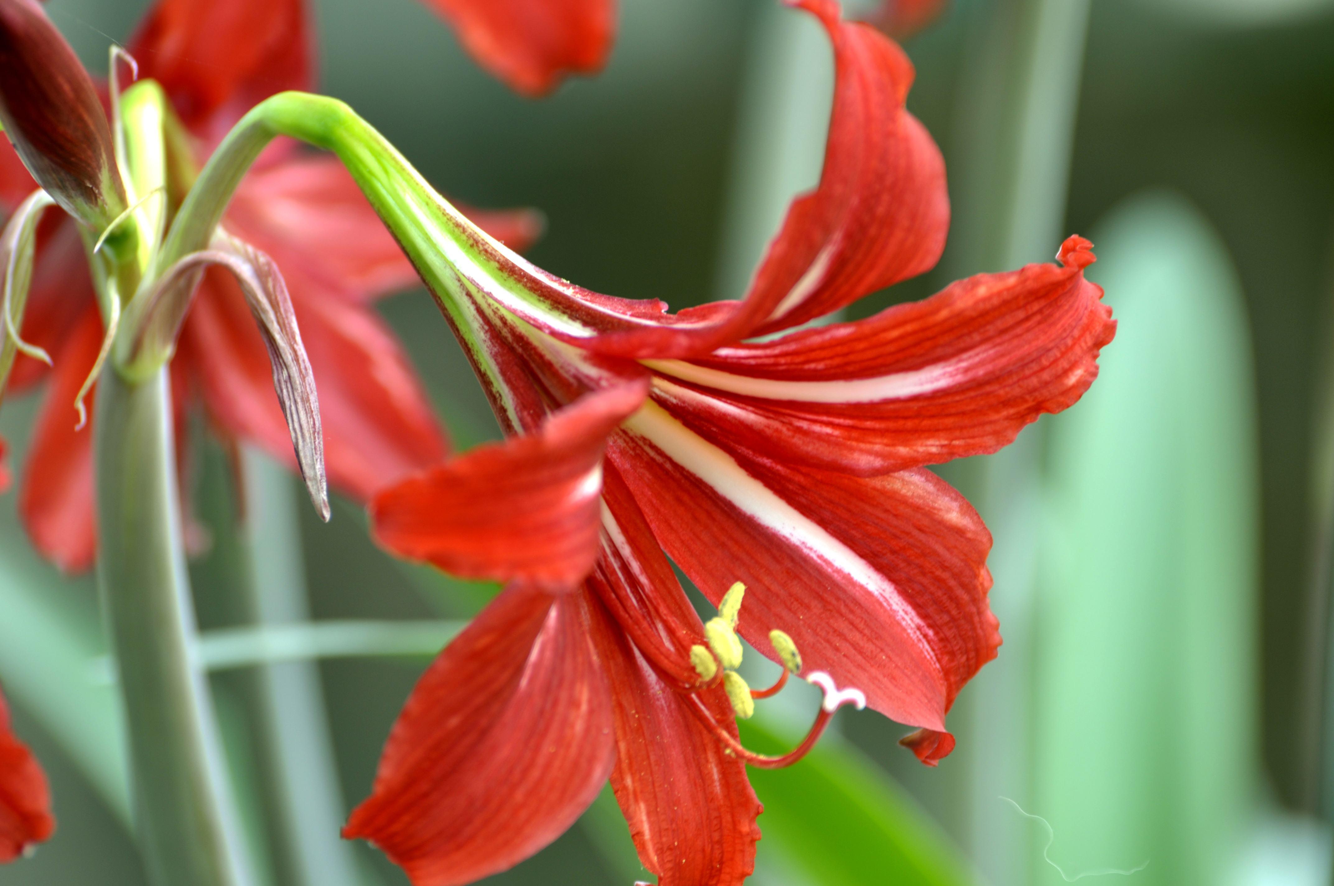 朱顶红种球怎么防止烂根,朱顶红叶子太长总是倒伏能剪掉吗