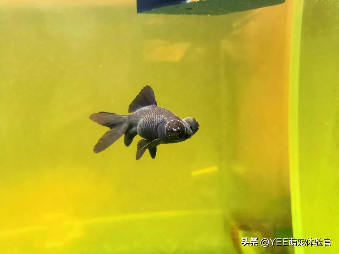 观赏鱼身上白点什么病怎么治疗,观赏鱼身上有白色斑点是怎么回事