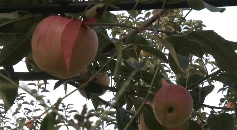 v观阜新,v观阜新新闻