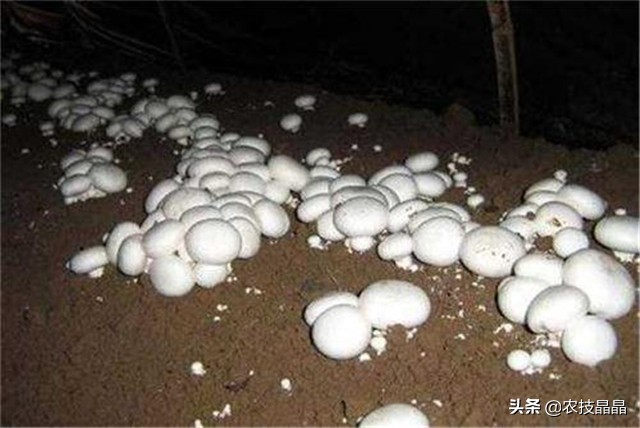 双孢菇栽培技术视频教程,双孢菇栽培技术视频教程全集