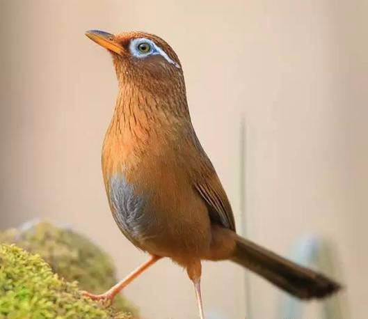 春天如何管理桃树,春天如何打理香花