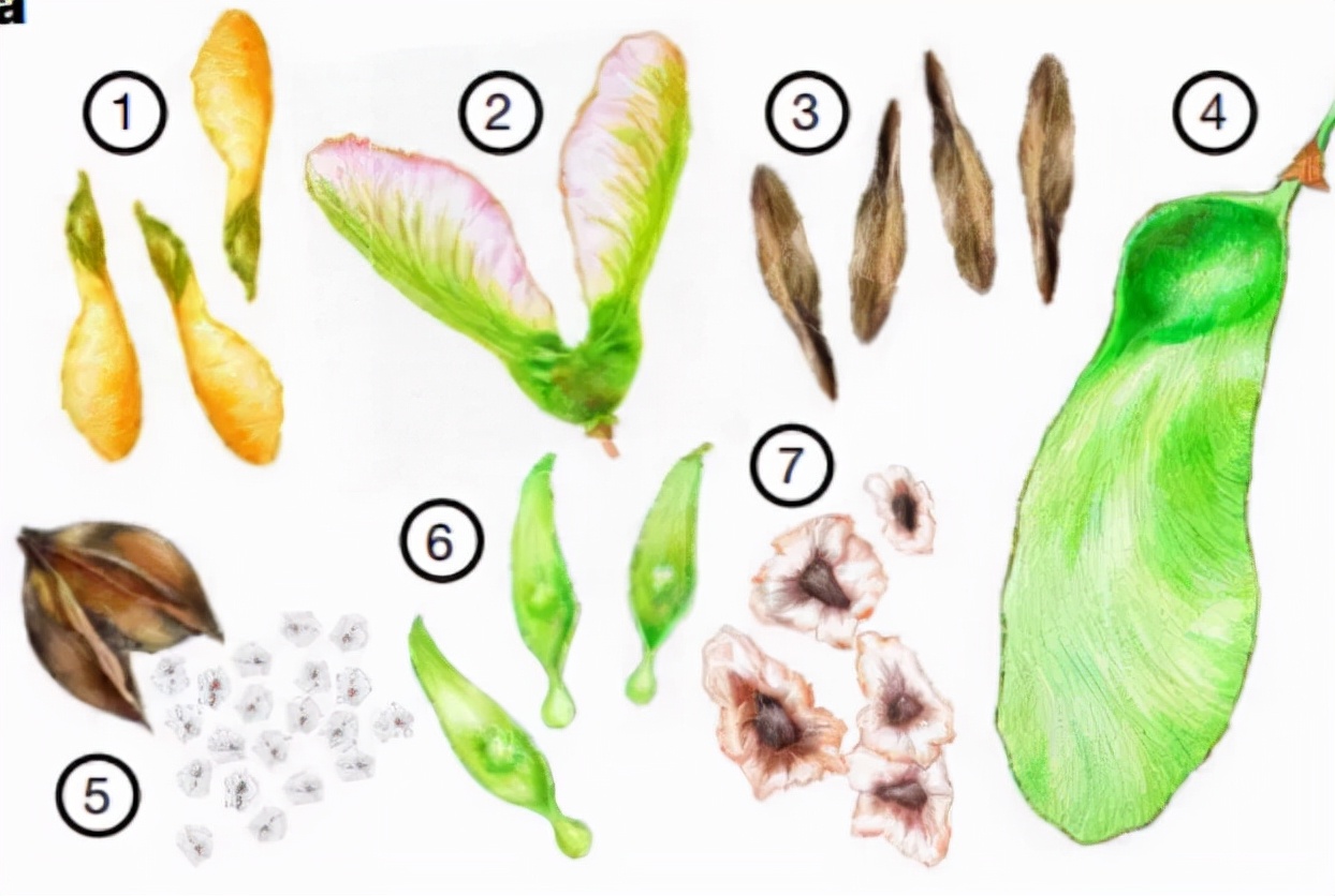 清华研发最小飞行器,清华大学自主研发飞机