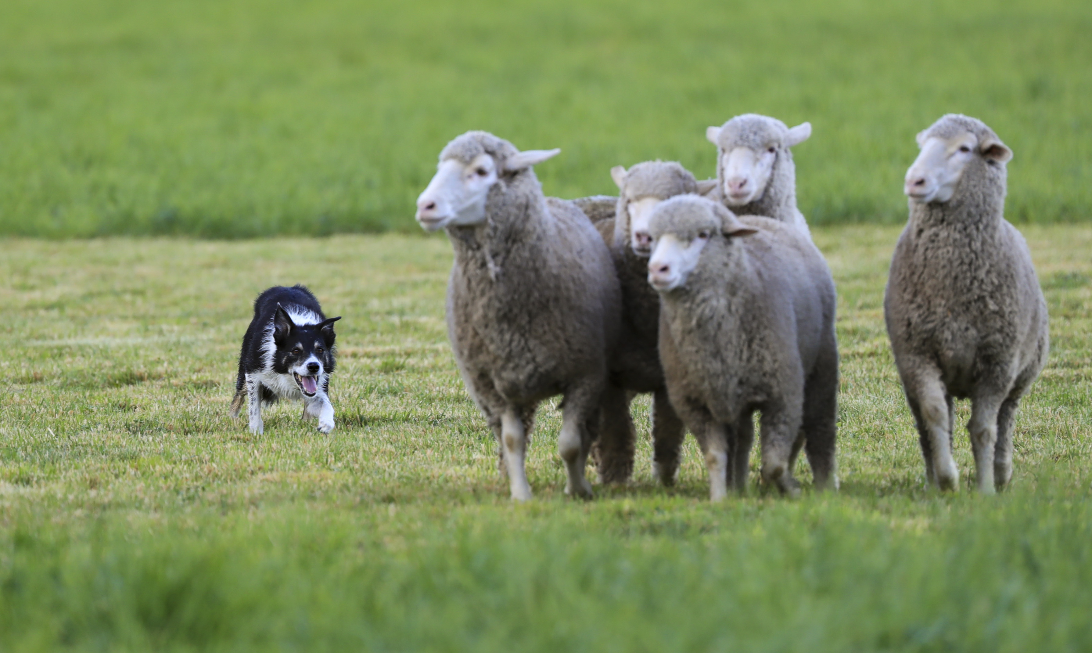 成吉思汗能打败欧洲的原因,成吉思汗有名的战术