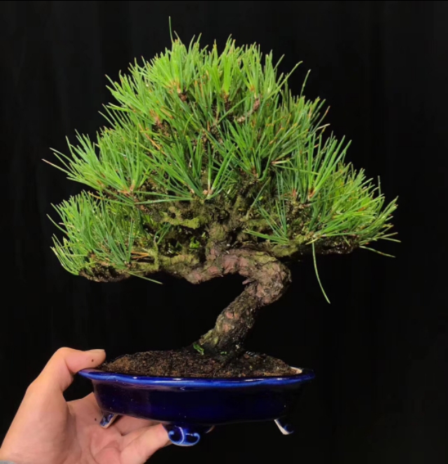 日本三河黑松盆景北方过冬,日本三河黑松小盆景