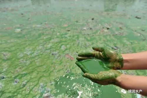 蓝藻最新的消息,蓝藻到几月份就没有了