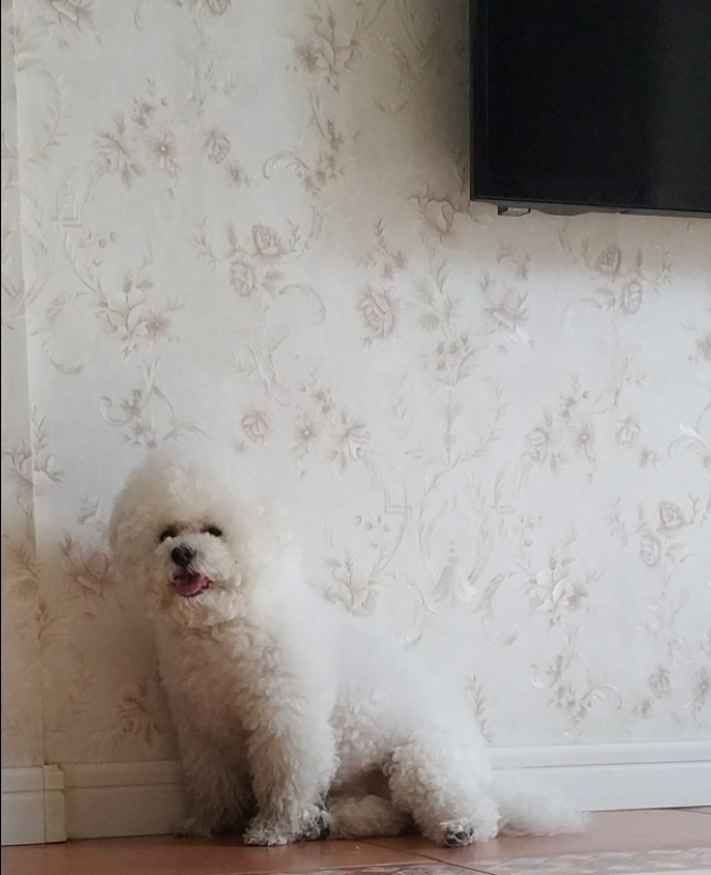 公比熊得了尿结石怎么治疗好,比熊长膀胱结石怎么回事