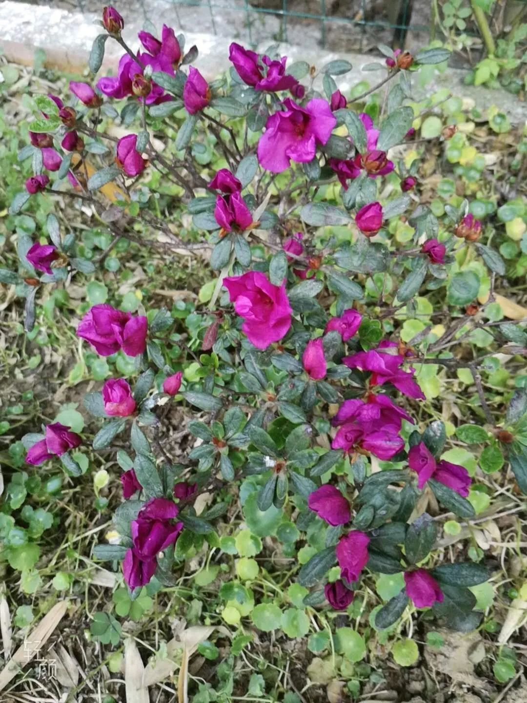 江阴新桥最美庭院,江苏江阴阳台风景