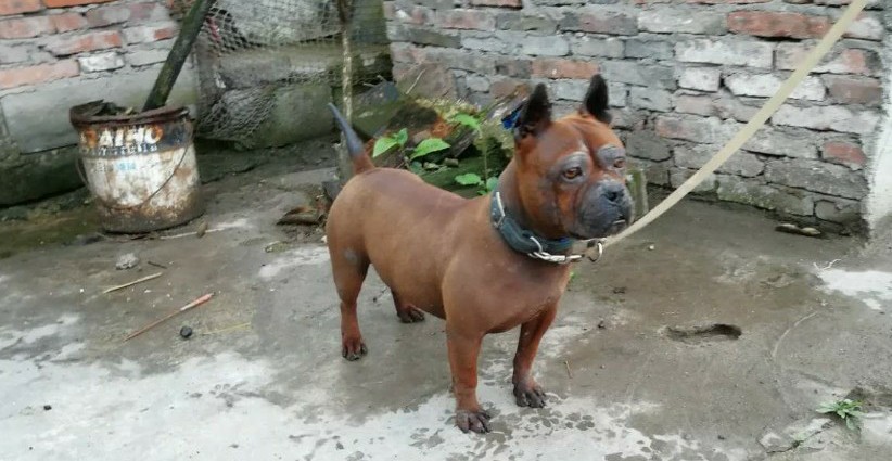 中国比较凶猛的犬,中国被公认的最凶猛的犬