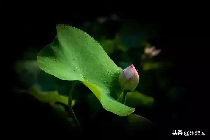 夏日里的绝美诗词,夏日里藏着的绝美诗词