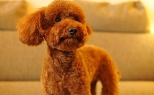 狗狗品种伯恩山犬,狗狗品种的奥秘卡斯罗犬