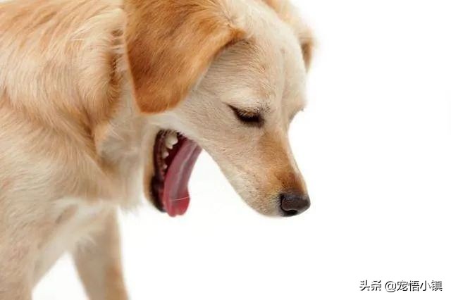 狗狗吞食异物怎么办啊,狗狗上呼吸道感染症状