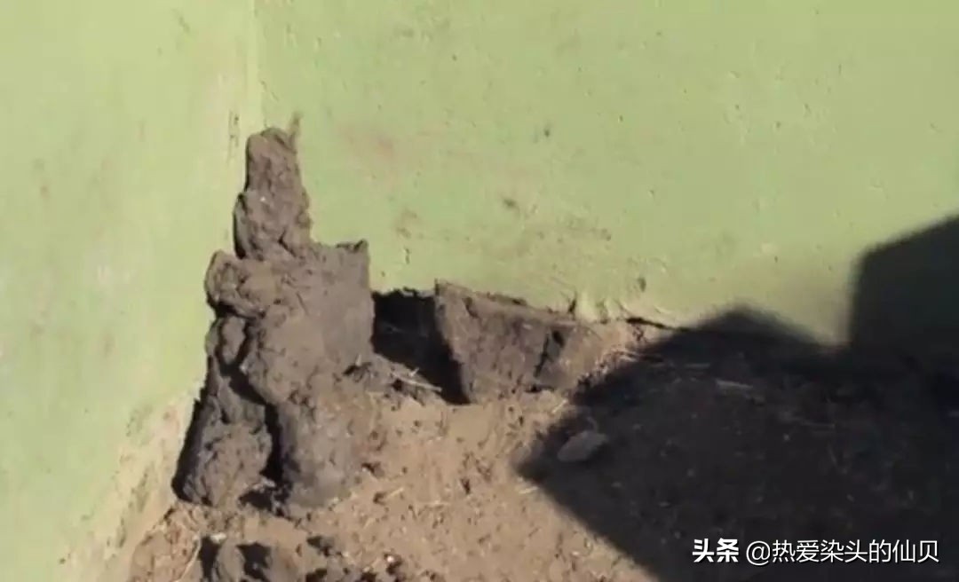 我，蜜獾，一位平平淡淡的打架小天才。生死看淡、不服就干