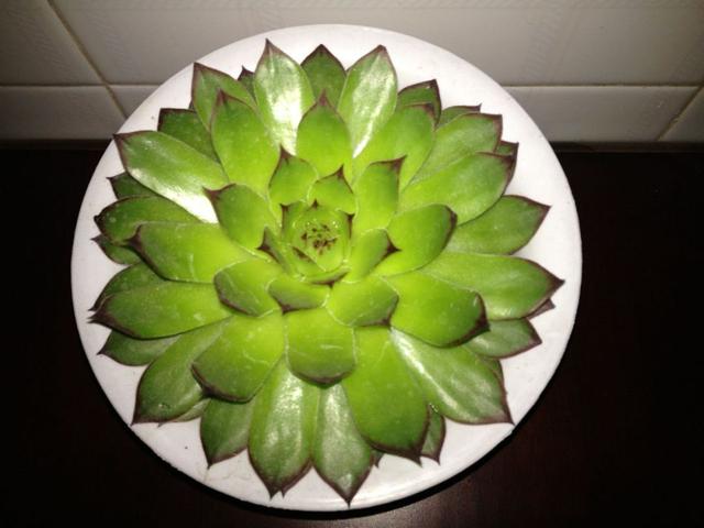 多肉观音莲的习性介绍,观音莲茎的习性