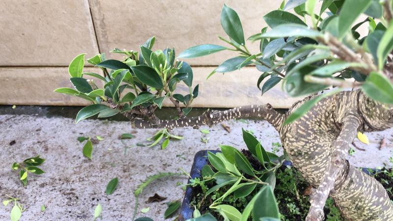 苹果盆景修剪技巧图解,新手也能学会的修剪盆景技巧