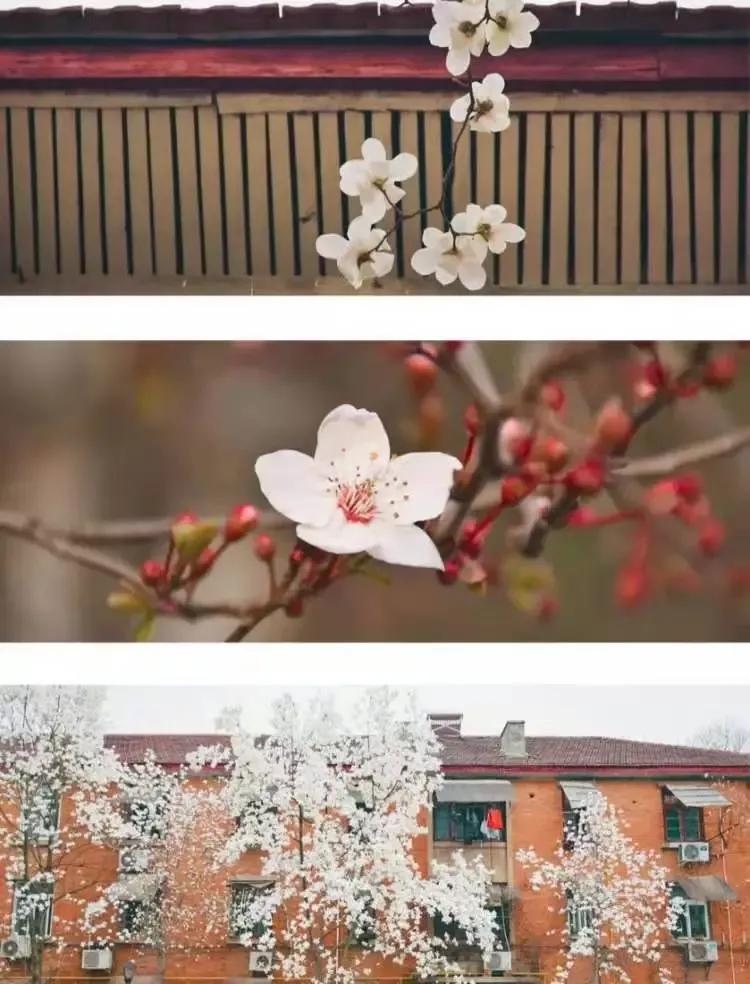 安徽合肥大学二本院校,安徽合肥工业大学