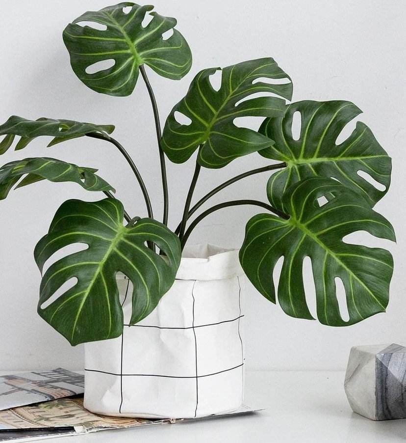 30种耐晒植物室内盆栽,十大室外盆栽最好养活的花