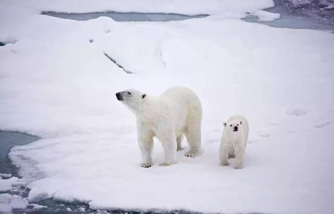双十一代购降价,双十一海外代购会降价吗