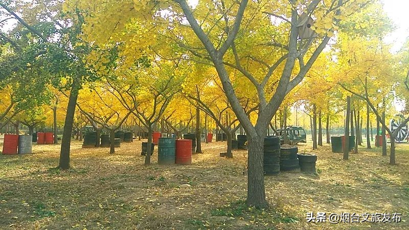 莱州金秋旅游去处,山东莱州旅游文化节