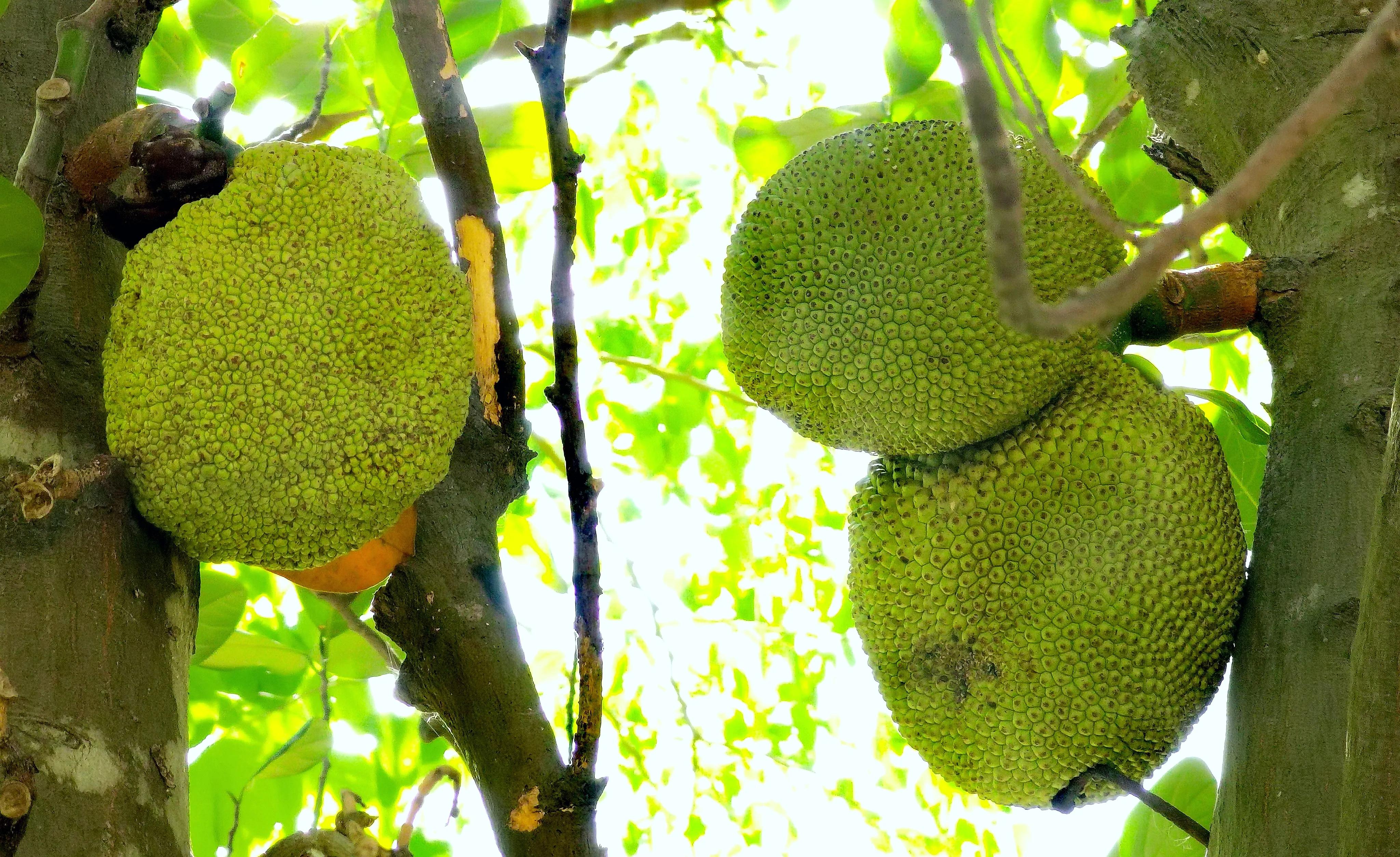 小区“花果山”的世界上最重的水果成熟了，种子更好吃