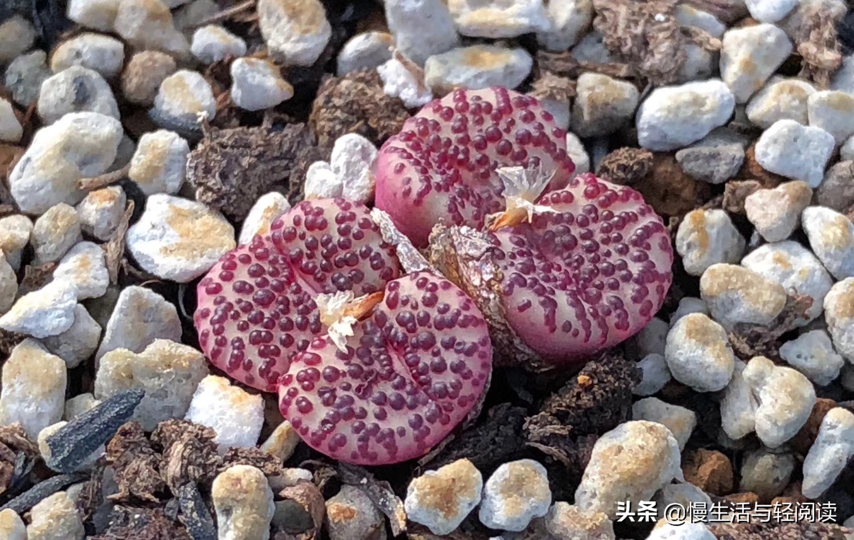 《慢生活·轻阅读》1647期