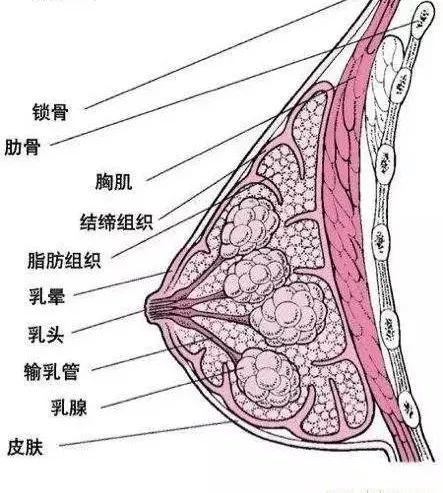 哺乳期咋区分囊肿和肿块,新手妈妈乳房结块