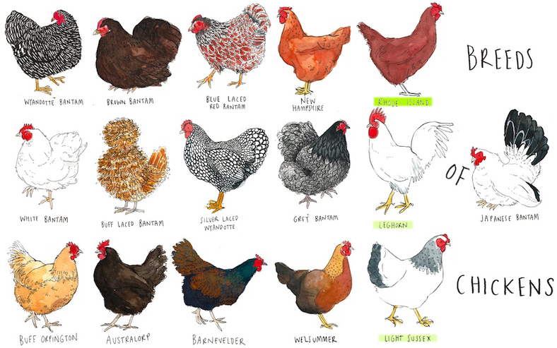 各种鸡的品种烹调方法,鸡的品种和吃法