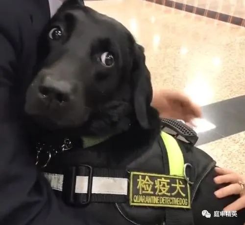 缉毒犬和检疫犬,踢检疫犬