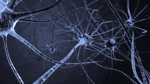 运动促进大脑神经元的激活,运动可以激活大脑神经