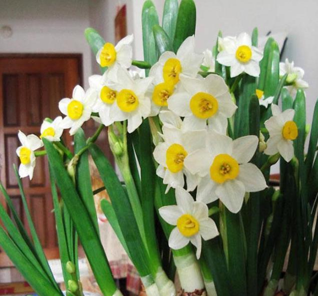 水仙花如何防止倒伏,水仙花长得太高怎么办