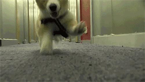 为什么狗会亲近女生,为什么狗也会交朋友